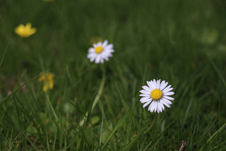 wild flowers growing in a green lawnの写真素材