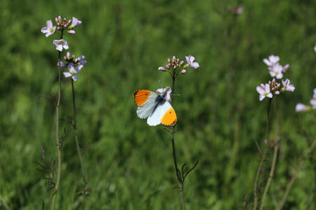 orange tip butterfly in a green meadow with cuckoo flowers
