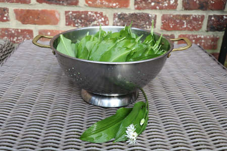 fresh wild garlic leaves in a colanderの写真素材