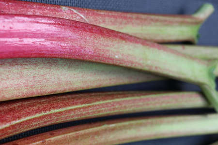 colorfull detail of a bunch of rhubarb stalksの写真素材