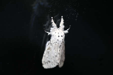 white lesser puss moth on a black surfaceの写真素材