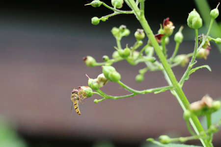 hoverfly visiting a figwort plant for nectarの写真素材