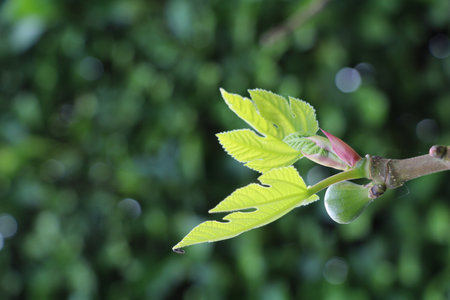 twig with baby figs and youg fig leaves budding