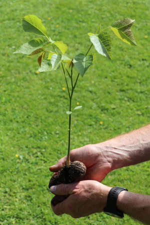 man's hands holding germinating walnut with baby tree sprouting