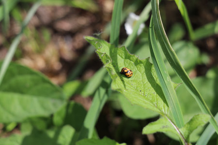 black and orange pupa of a lady bug on a green leaf
