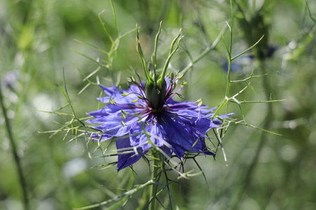 nigella flower sunbathing with a bokeh backgroundの写真素材