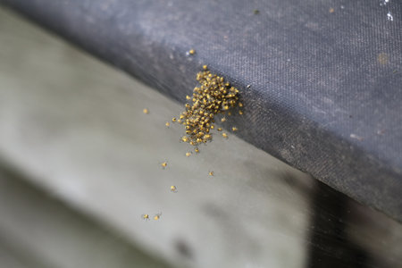 baby spiders cluttering together after leaving the egg sacの写真素材