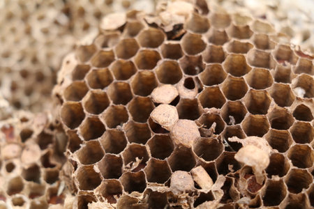 honeycomb structure inside a demolished wasp nestの写真素材
