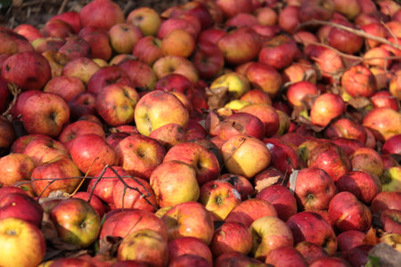 colorful pile of bruised red apples used as animal food