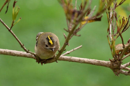 little goldcrest sitting on a branch with a bokeh green backgroundの写真素材