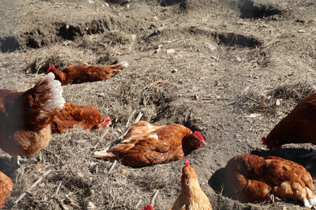brown chickens enjoying a dust bath on a sunny dayの写真素材