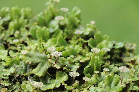 bright green liverwort with the male gametophytes resembling tiny umbrellasの写真素材