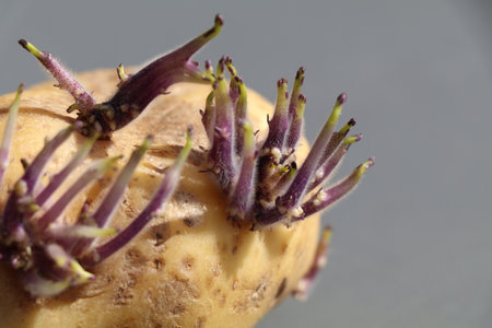 single potato with purple sproutsの写真素材