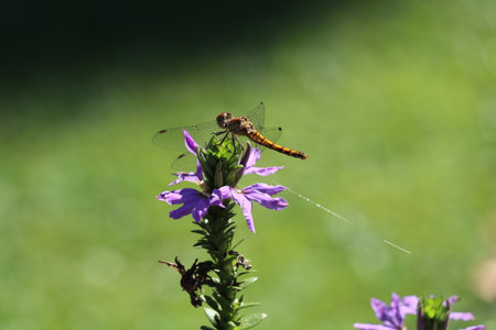 dragonfly sitting on a purple background with a green bokeh backgroundの写真素材