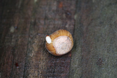 full grown larva of the nut weevil exiting the nut through a drill hole