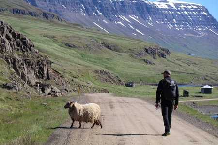 a person walking on a dirt road with a sheep crossing in front of them, in a rugged, mountainous landscapeの写真素材