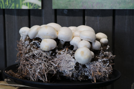 Close-up of white button mushrooms growing in substrate on a mushroom farm, symbolizing organic food cultivation and sustainable farming.の写真素材