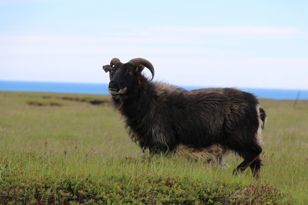 majestic black horned sheep standing in a meadow with a bokeh backdrop of the ocean and the pale skyの写真素材