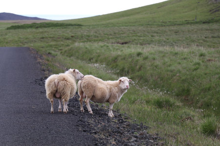 two sheep on the side of the road in Icelandの写真素材