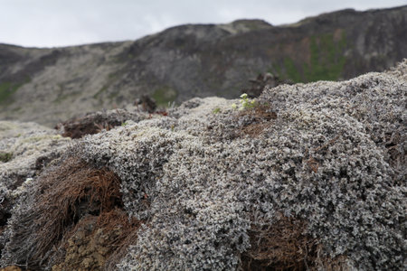 old solidified lava covered with a thick layer of greyish green mossの写真素材