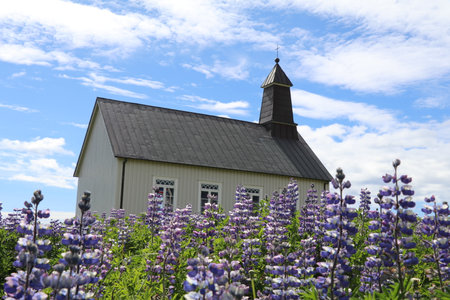 little wooden strandarkikja church on the south coast of Iceland with purple lupine flowers in frontの写真素材