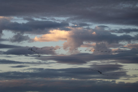 flock of migrating birds flying high in the sky in v-formation under a blue sky scattered with white fluffy cloudsの写真素材