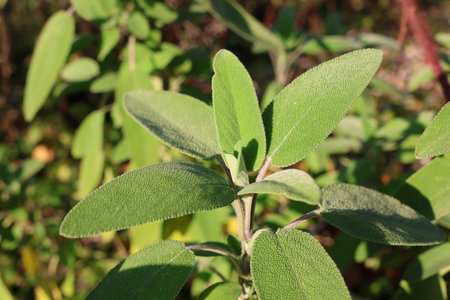 Fresh Young Sage Leaves in Sunlight â€“ Salvia officinalis Close-Up