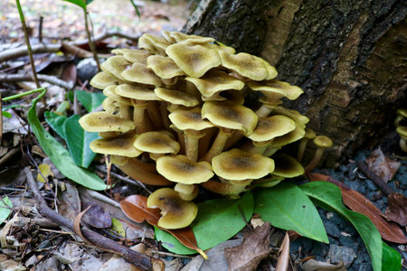 Cluster of Honey Fungus (Armillaria mellea) Growing at Base of Tree