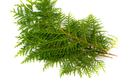 thuja leaf on white background