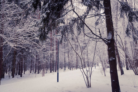 Snow covered trees in the winter forest with road