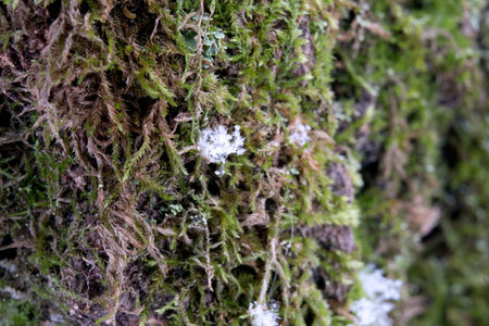 The moss on the tree, macro photoの写真素材