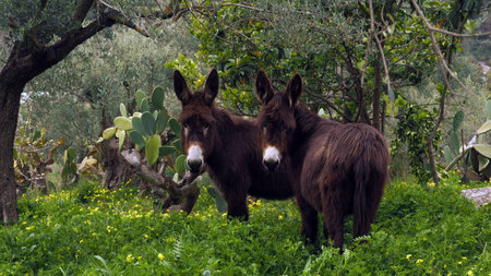 Donkeysの写真素材