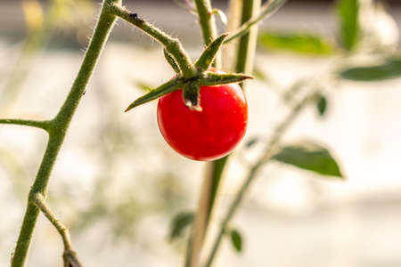 Organically grown beautiful red ripe cherry tomato in a non industrial greenhouse,の写真素材