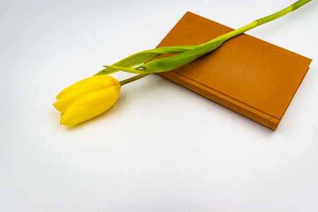 One yellow tulip flower on an old book with a brown cover with a white background