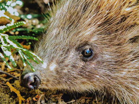 European hedgehog in it's natural habitat outdoors in the forest during spring or summer, cute mammal, insectivoreの写真素材