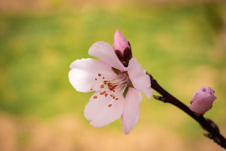 Blooming almond blossoms in a peaceful garden in the springtimeの写真素材