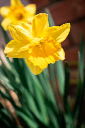 Delicate yellow daffodils growing in spring in a front garden, narsissus flowers