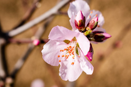Blooming almond blossoms in a peaceful garden in the springtimeの写真素材
