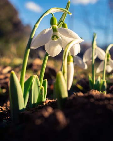 White snowdrop flowers blooming in February, flower background