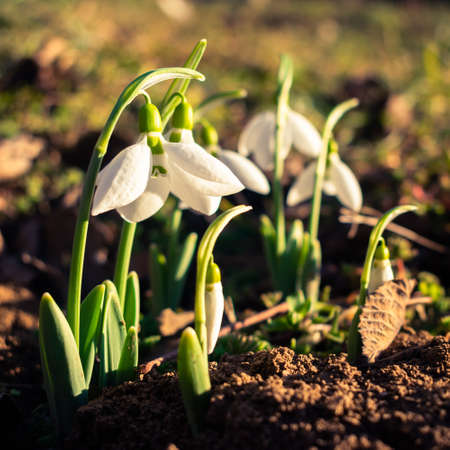 White snowdrop flowers blooming in February, flower background