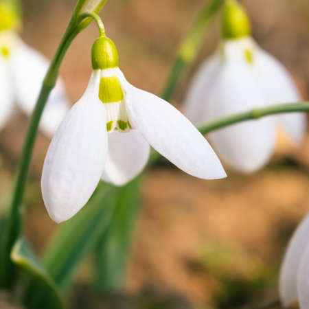 Close up of white snowdrop flowers blooming in February, flower backgroundの写真素材
