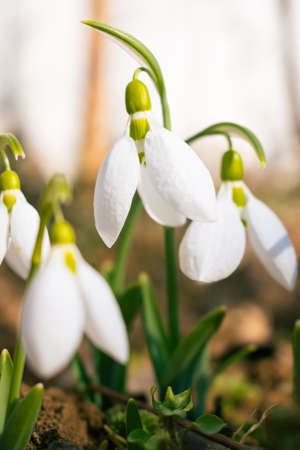 White snowdrop flowers blooming in February, flower backgroundの写真素材