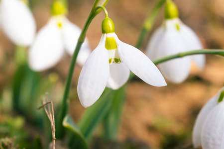 Close up of white snowdrop flowers blooming in February, flower backgroundの写真素材