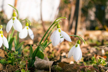White snowdrop flowers blooming in February, flower backgroundの写真素材