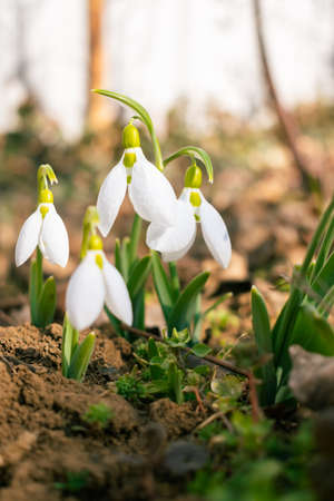 White snowdrop flowers blooming in February, flower backgroundの写真素材
