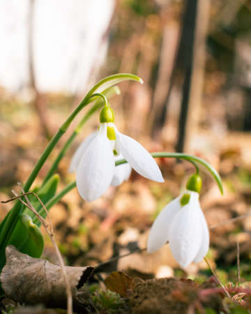 White snowdrop flowers blooming in February, flower backgroundの写真素材