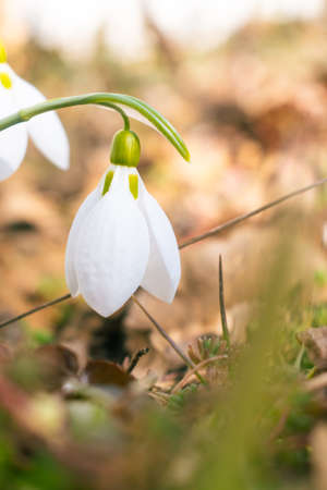 Close up of white snowdrop flowers blooming in February, flower backgroundの写真素材