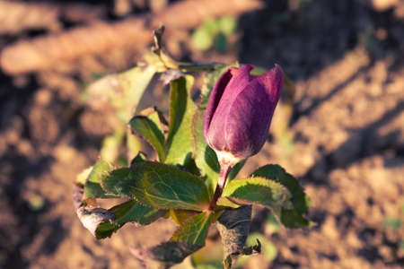 Purple hellefobe flowers bloomig in February, wildflower in the forestの写真素材