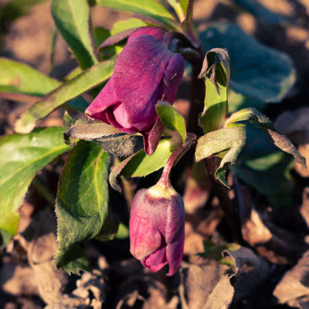 Purple hellefobe flowers bloomig in February, wildflower in the forestの写真素材