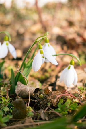 White snowdrop flowers blooming in February, flower backgroundの写真素材